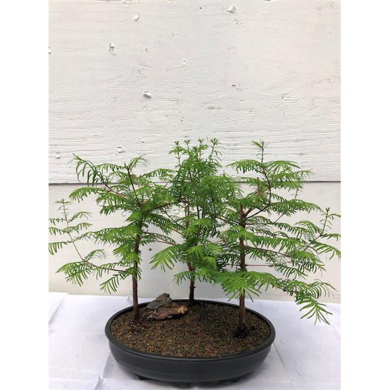 kaktus bonsai Bulk Artificial Potted Plants Cactus Bonsai Wholesale main image 0