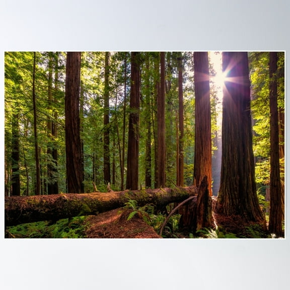 Redwood Forest At Sunset Poster Wall Art, Modern Wall Decor For Living Room Bedroom, 8x12 UNFRAMED
