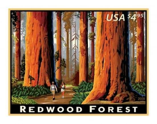 Redwood Forest Canvas Art - US POSTAL SERVICE (24 x 30)