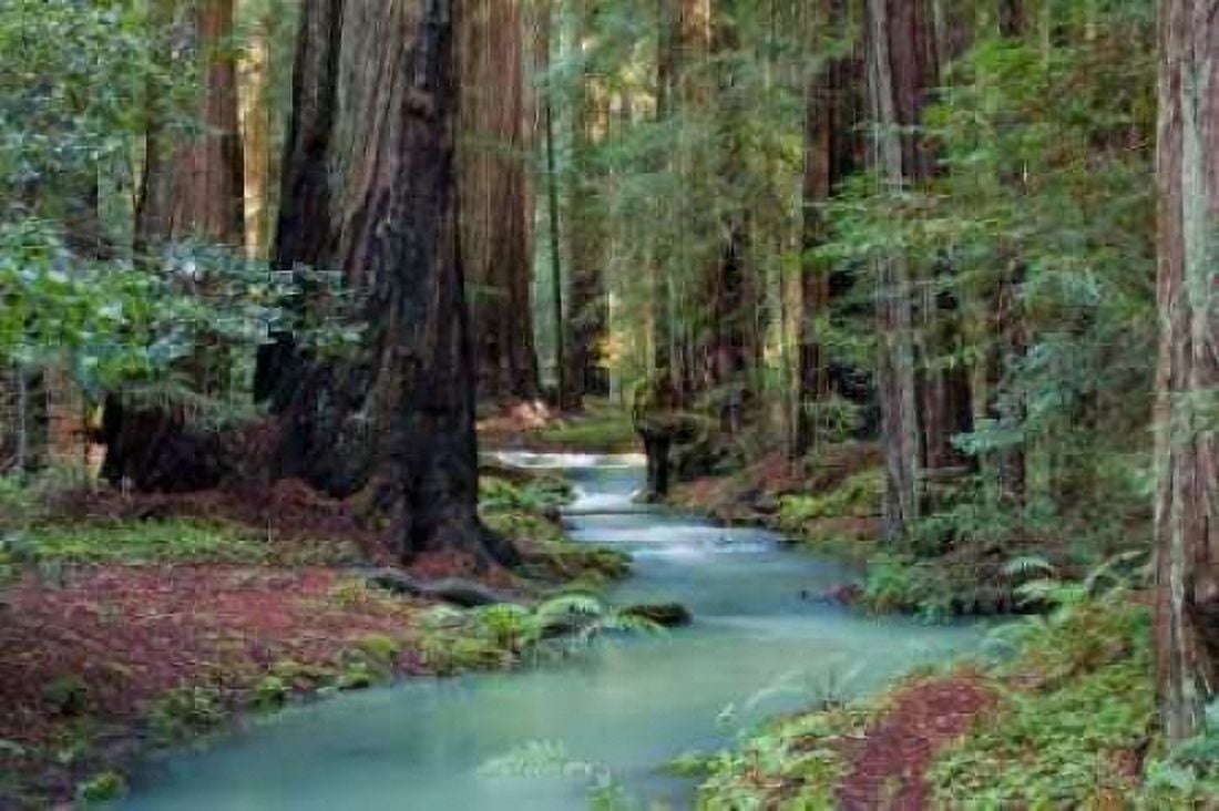 Redwood Forest II Canvas Art - Rita Crane (20 x 28)