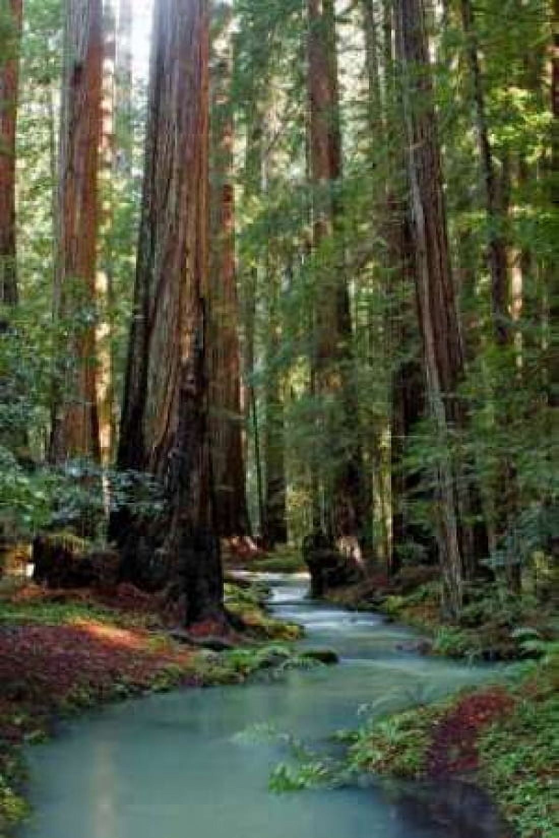 Redwood Forest III Canvas Art - Rita Crane (20 x 28)