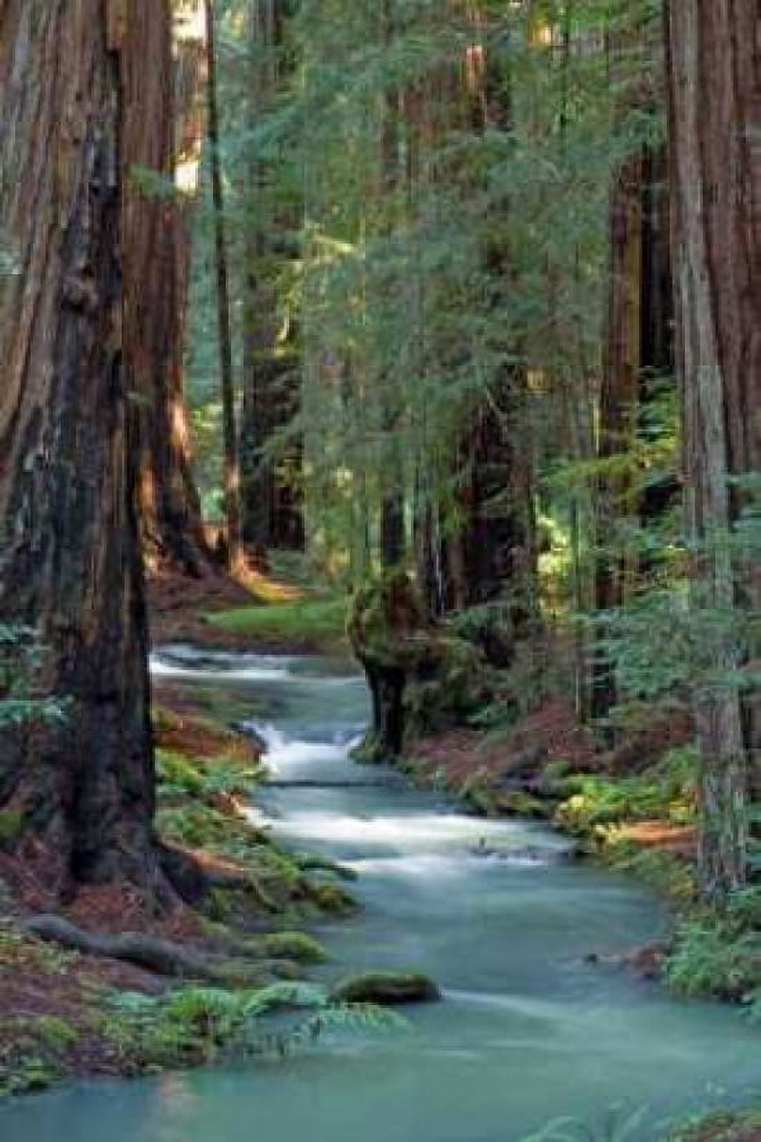 Redwood Forest IV Canvas Art - Rita Crane (20 x 28)