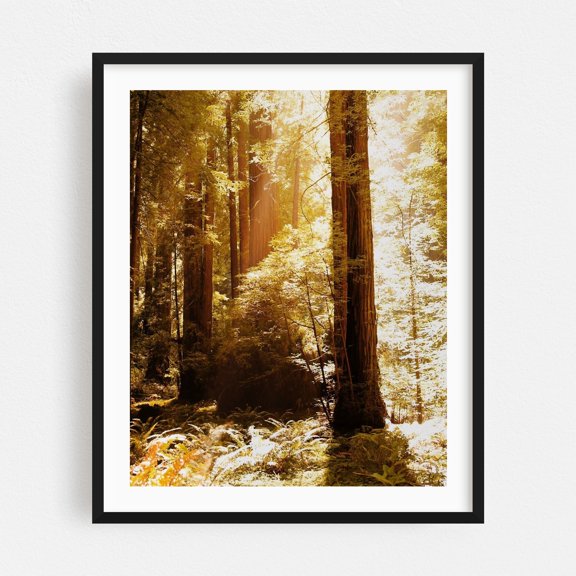 Redwood Forest - Mill Valley California Photography Forest Nature Woodland Wilderness Scenic Autumn Mystical Black Framed Wall Art Print 16 x 20 inches
