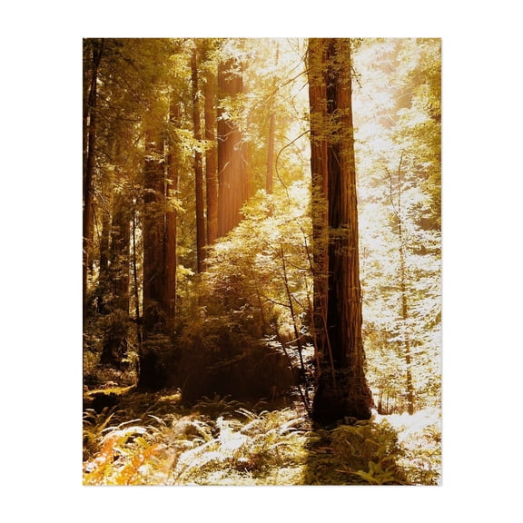 Redwood Forest - Mill Valley California Photography Forest Nature Woodland Wilderness Scenic Autumn Mystical Unframed Wall Art Print 18 x 24 inches