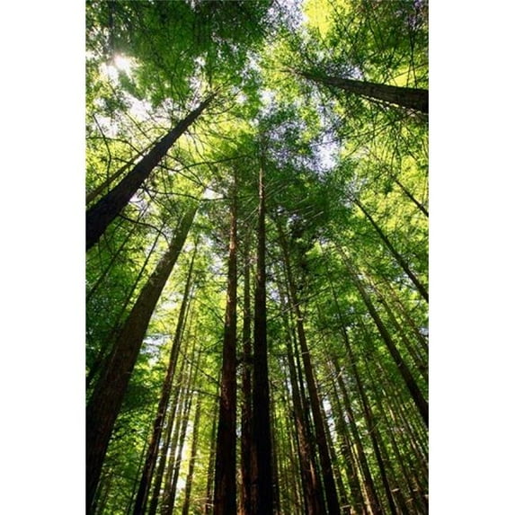 Redwood Forest Rotorua New Zealand Poster Print by David Wall - 17 x 26 in.