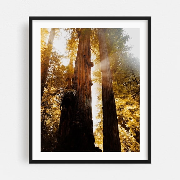 Redwood Forest Sunbeams II - Mill Valley California Photography Forest Nature Woodland Autumn Woods Scenic Mystical Black Framed Wall Art Print 6 x 8 inches