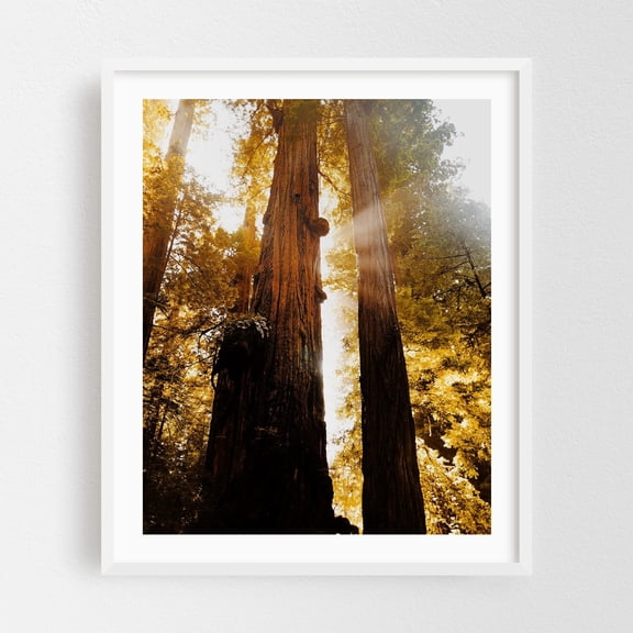 Redwood Forest Sunbeams II - Mill Valley California Photography Forest Nature Woodland Autumn Woods Scenic Mystical White Framed Wall Art Print 18 x 24 inches