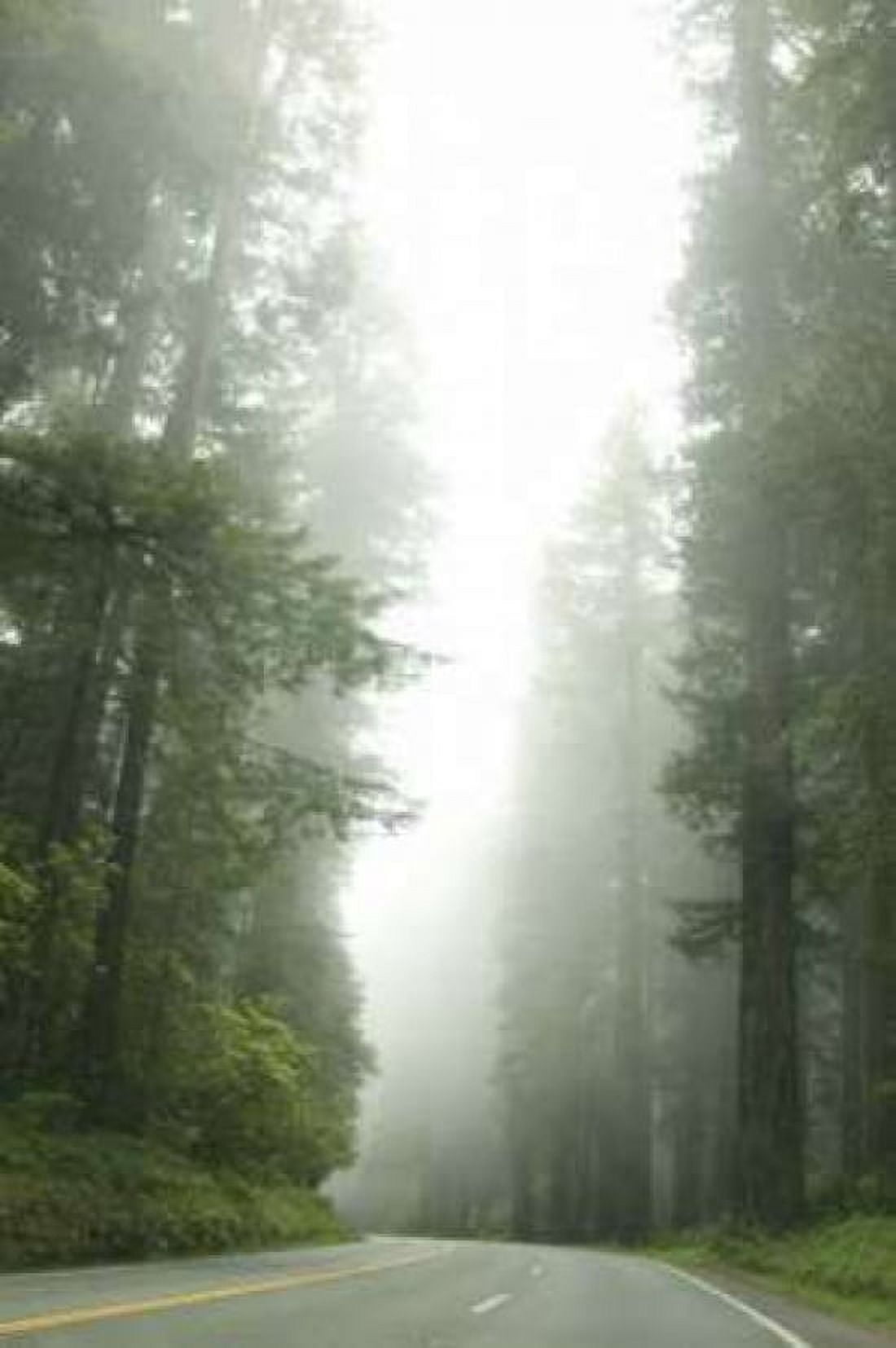 Redwood Highway I Canvas Art - Erin Berzel (20 x 28)