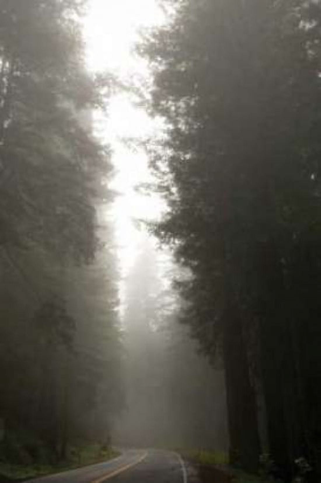 Redwood Highway II Canvas Art - Erin Berzel (20 x 28)