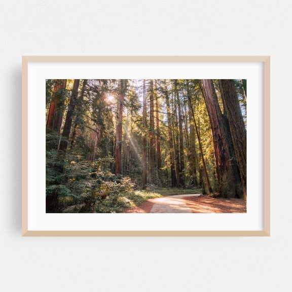 Redwood Light Beams - Boulder Creek California Photography Forest Nature Woodland Scenic Woods Landscape Oak Framed Wall Art Print 24 x 36 inches