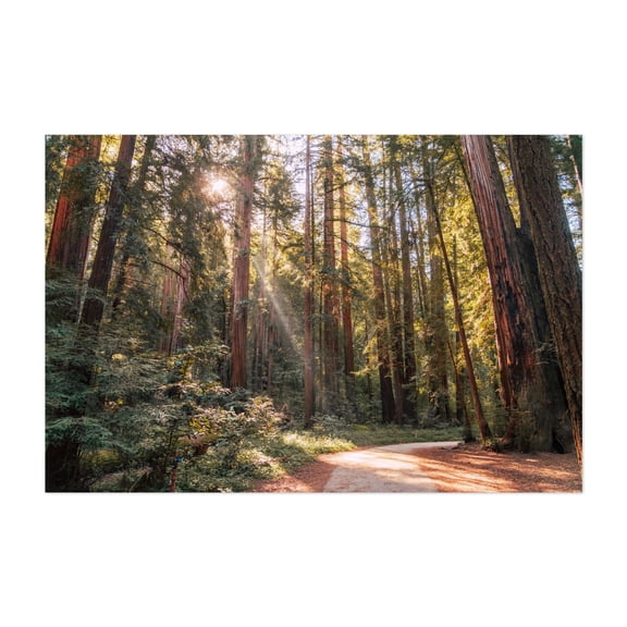 Redwood Light Beams - Boulder Creek California Photography Forest Nature Woodland Scenic Woods Landscape Unframed Wall Art Print 4 x 6 inches