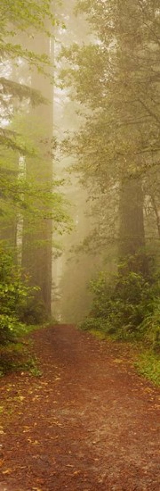 Redwood National Park California Canvas Art - Panoramic Images (12 x 37)