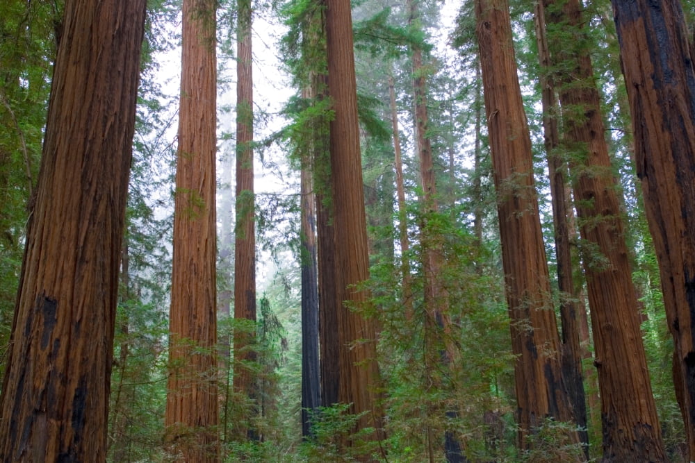 Redwood Trees Canvas Art - Panoramic Images (36 x 12)