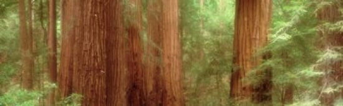 Redwood Trees Muir Woods California USA Canvas Art - Panoramic Images (18 x 6)