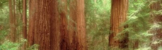 Redwood Trees Muir Woods California USA Canvas Art - Panoramic Images (36 x 12)