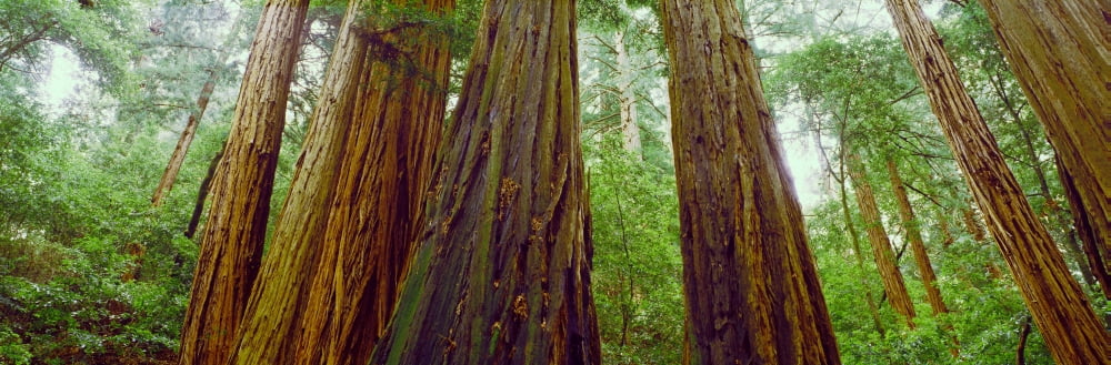 Redwood trees Muir Woods National Monument California USA Canvas Art - Panoramic Images (36 x 12)