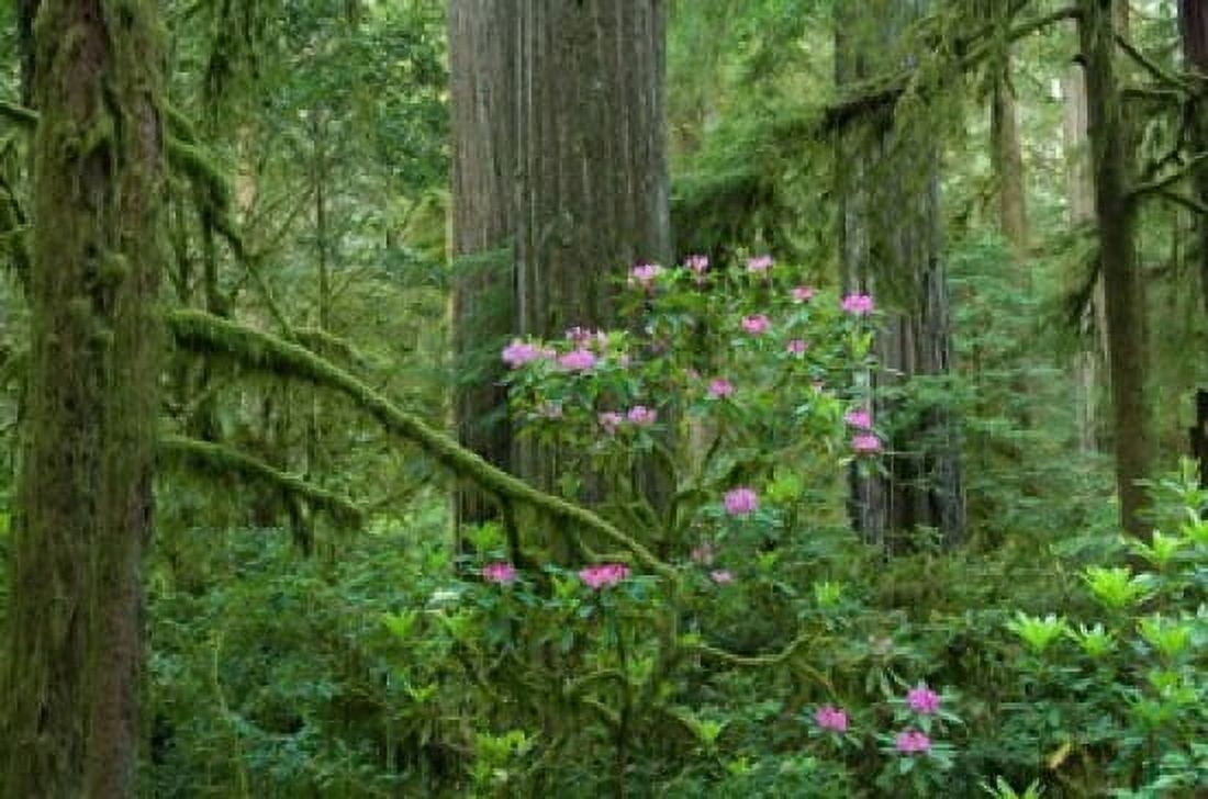 Redwood trees and Rhododendron flowers in a forest Jedediah Smith Redwoods State Park Crescent City California Canvas Art - Panoramic Images (36 x 29)