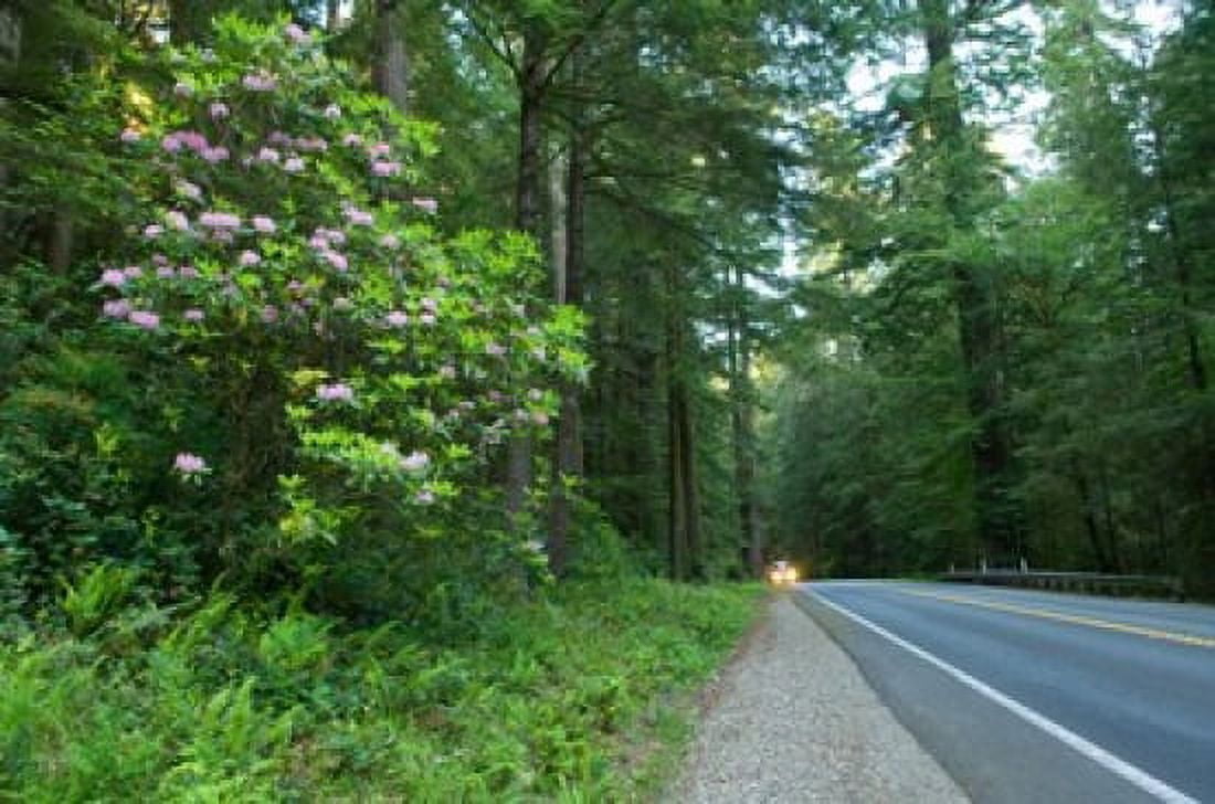 Redwood trees and Rhododendron flowers in a forest US Route 199 Del Norte County California USA Canvas Art - Panoramic Images (36 x 24)