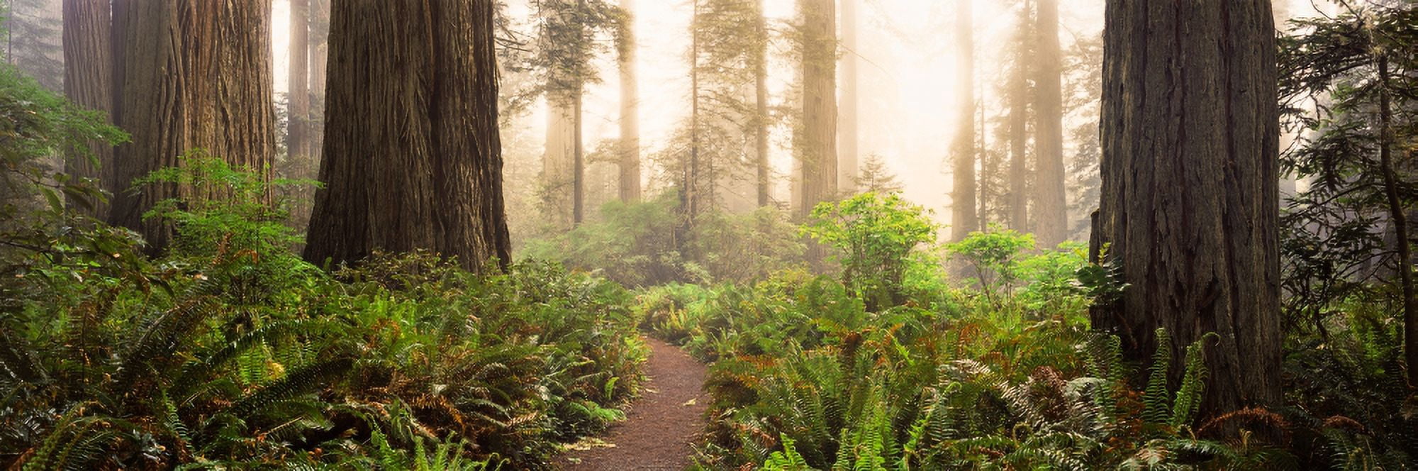 Redwood trees in a forest Redwood National Park California USA Canvas Art - Panoramic Images (27 x 9)