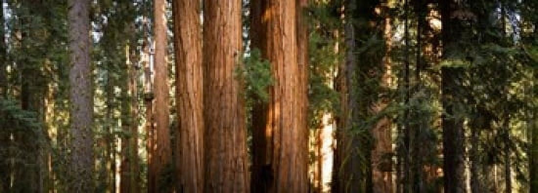 Redwood trees in a forest Sequoia National Park California USA Canvas Art - Panoramic Images (18 x 7)