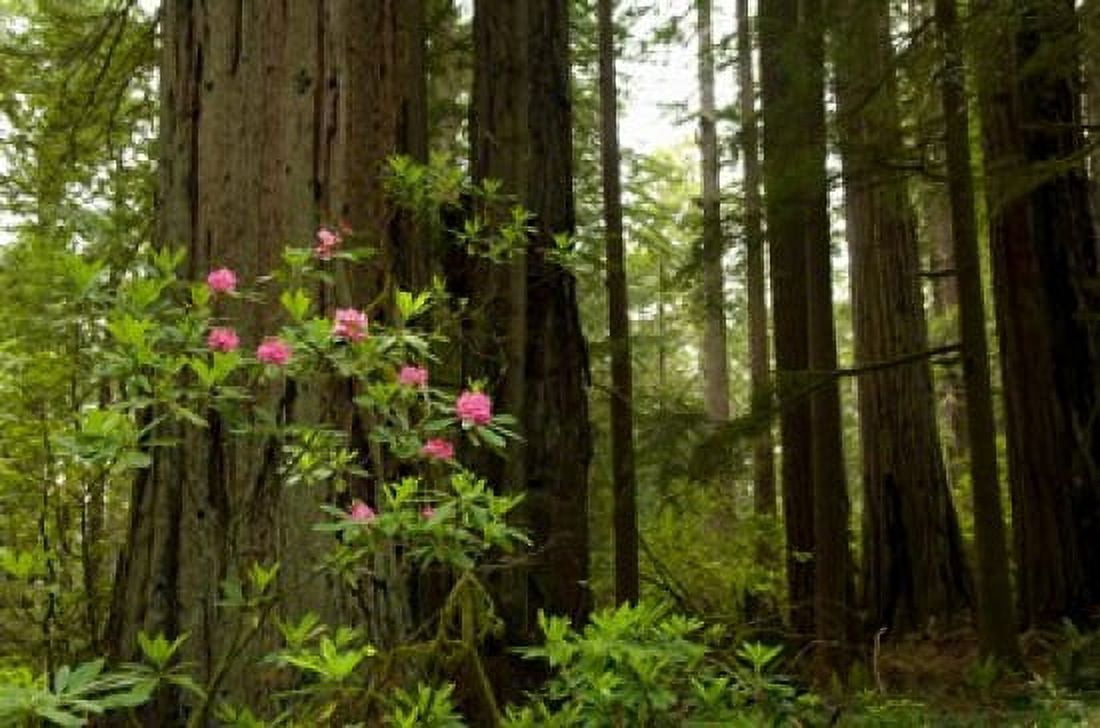 Redwood trees and rhododendron flowers in a forest Del Norte Coast Redwoods State Park Del Norte County California USA Canvas Art - Panoramic Images (36 x 24)