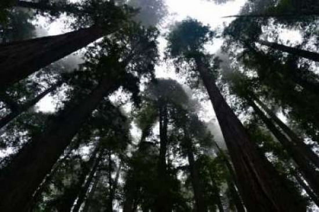 Redwoods I Canvas Art - Brian Moore (24 x 36)