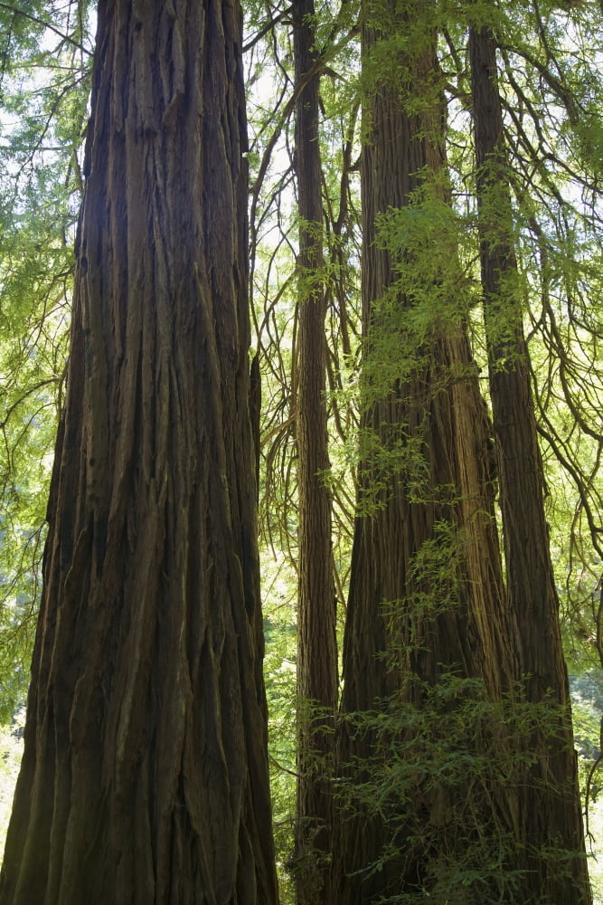 Redwoods In Muir Woods National Monument Marin County California Usa Canvas Art - Beanstock Images Design Pics (24 x 38)