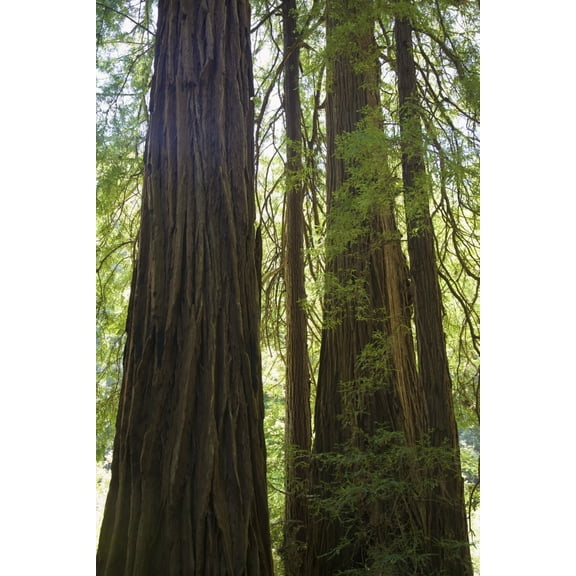 Redwoods In Muir Woods National Monument; Marin County California Usa Poster Print