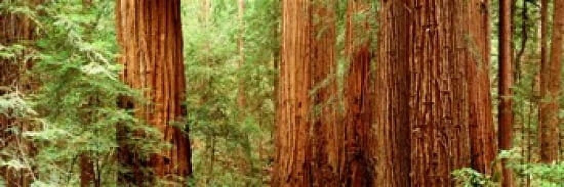 Redwoods Muir Woods CA USA Canvas Art - Panoramic Images (18 x 6)