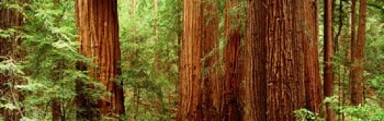 Redwoods Muir Woods CA USA Canvas Art - Panoramic Images (36 x 12)