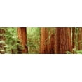 thumbnail image 1 of Redwoods Muir Woods CA USA Poster Print (18 x 6), 1 of 1
