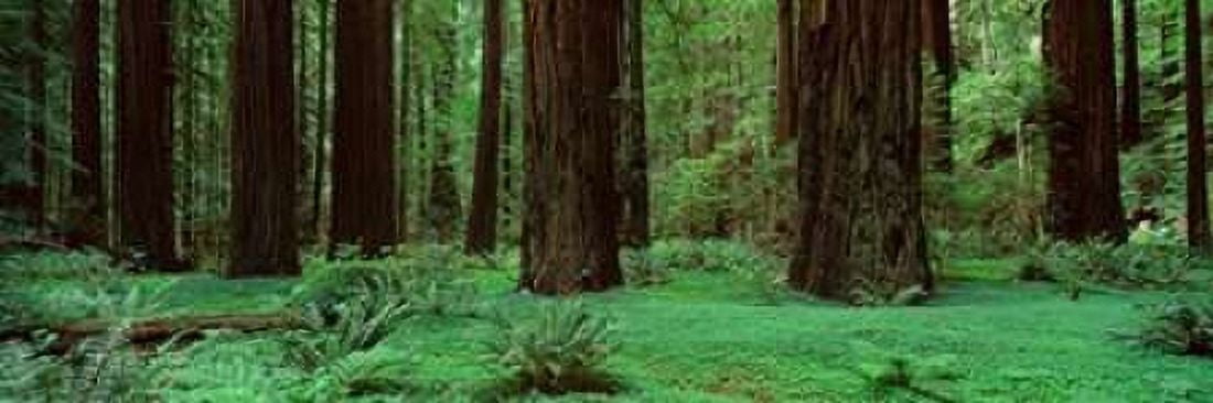 Redwoods Rolph Grove Canvas Art - Alain Thomas (8 x 24)