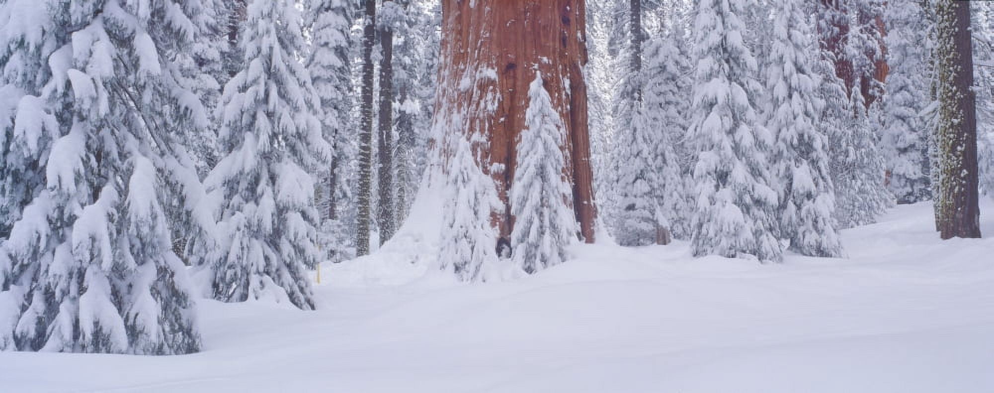 Redwoods and winter snow in the Giant Forest Sequoia National Park California Canvas Art - Panoramic Images (27 x 9)