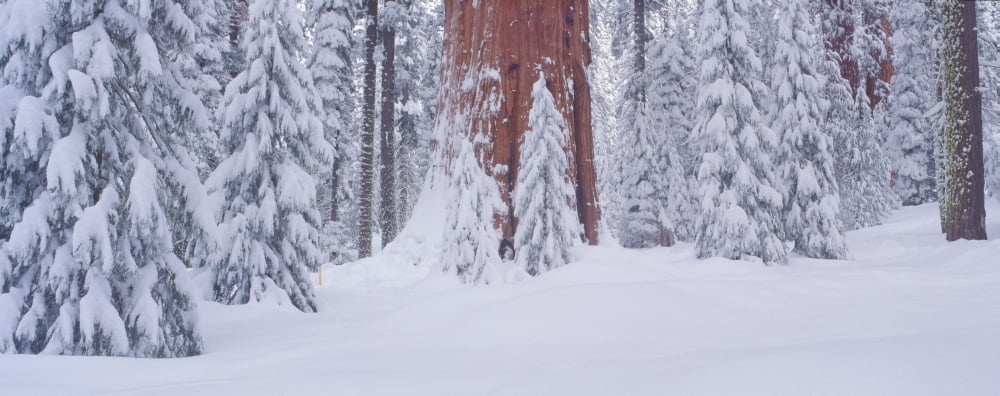 Redwoods and winter snow in the Giant Forest Sequoia National Park California Canvas Art - Panoramic Images (36 x 12)
