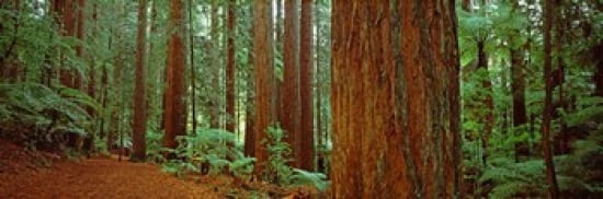 Redwoods tree in a forest Whakarewarewa Forest Rotorua North Island New Zealand Canvas Art - Panoramic Images (36 x 12)