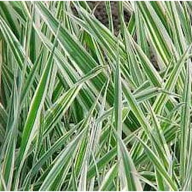 Reed Canary Grass (1,000 Seeds) Ornamental Grass Phalaris