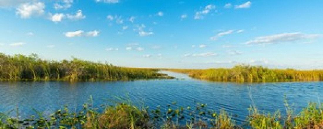 Reed at riverside Big Cypress Swamp National Preserve Florida USA Canvas Art - Panoramic Images (30 x 12)