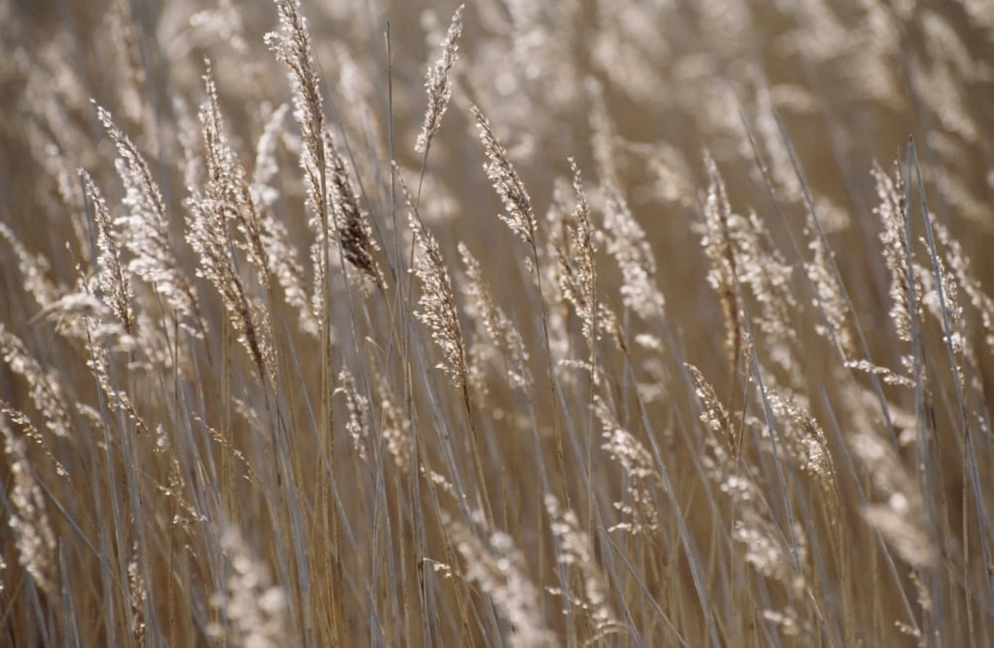 Reeds Close Up Canvas Art - William Shaw Design Pics (38 x 24)