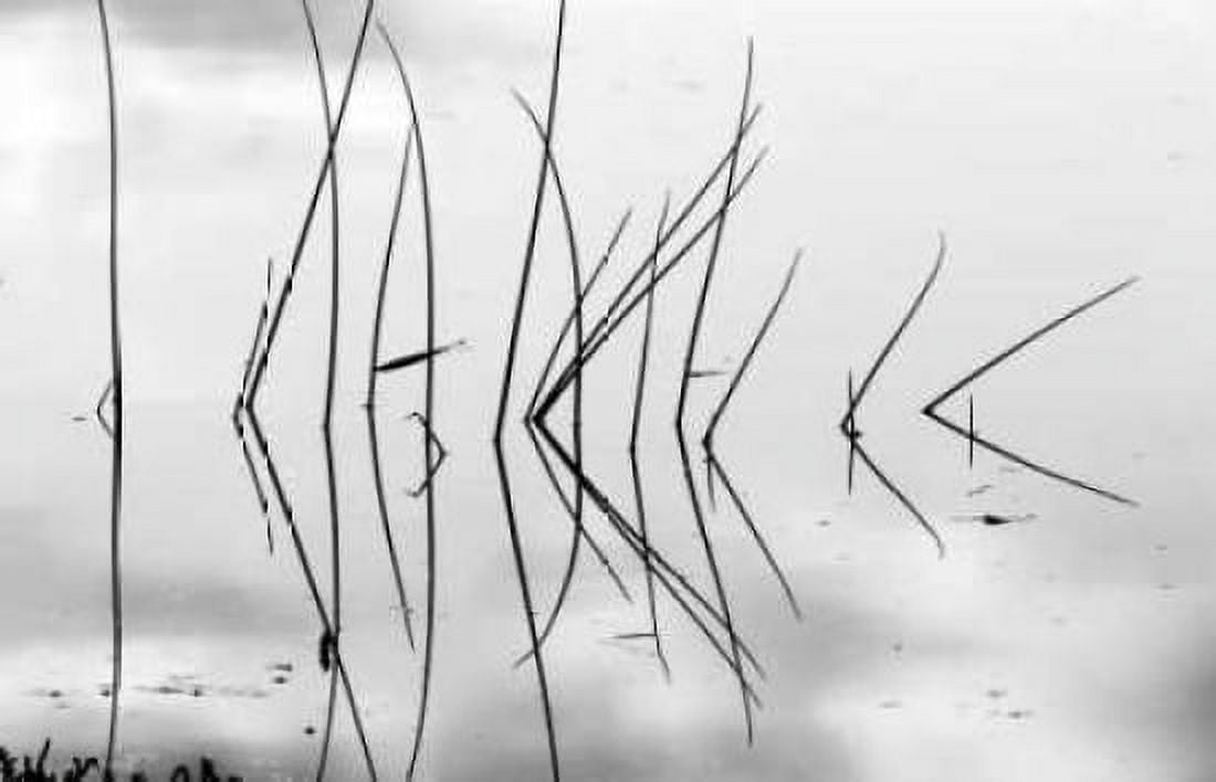 Reeds I Canvas Art - Lee Peterson (12 x 18)