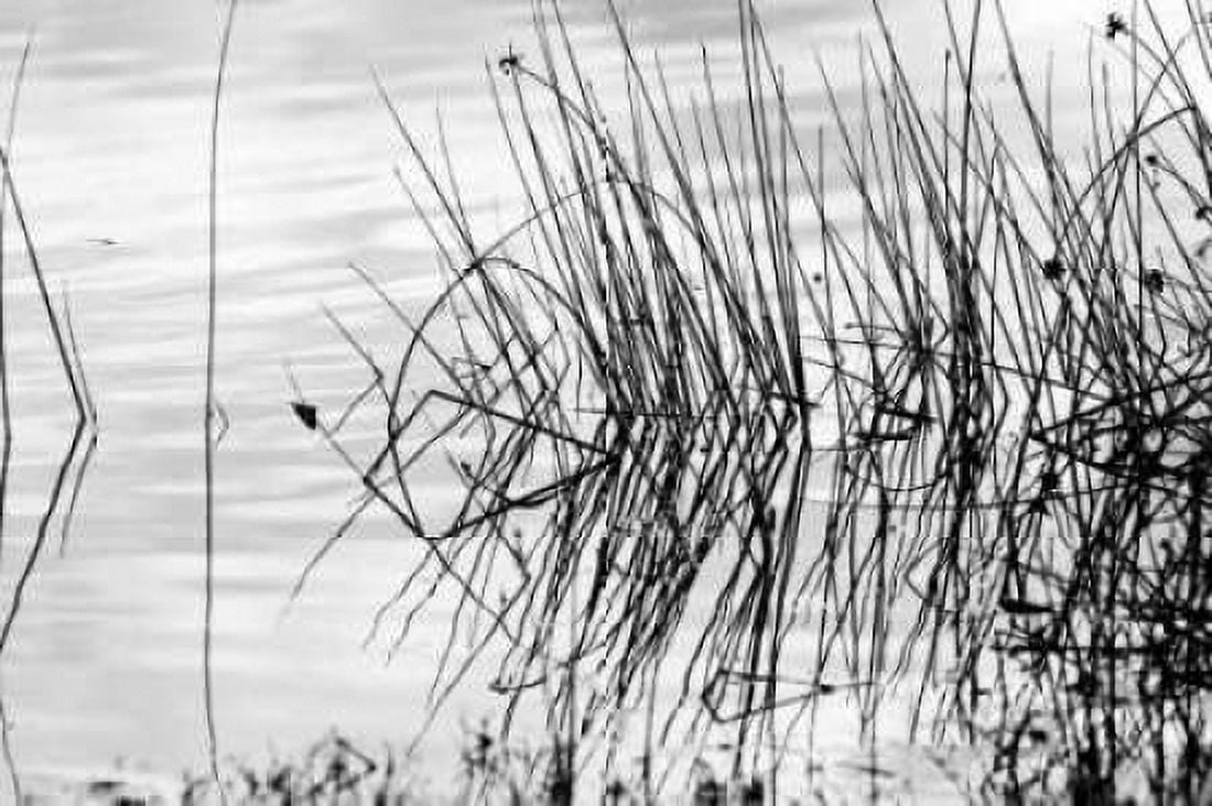 Reeds II Canvas Art - Lee Peterson (24 x 36)