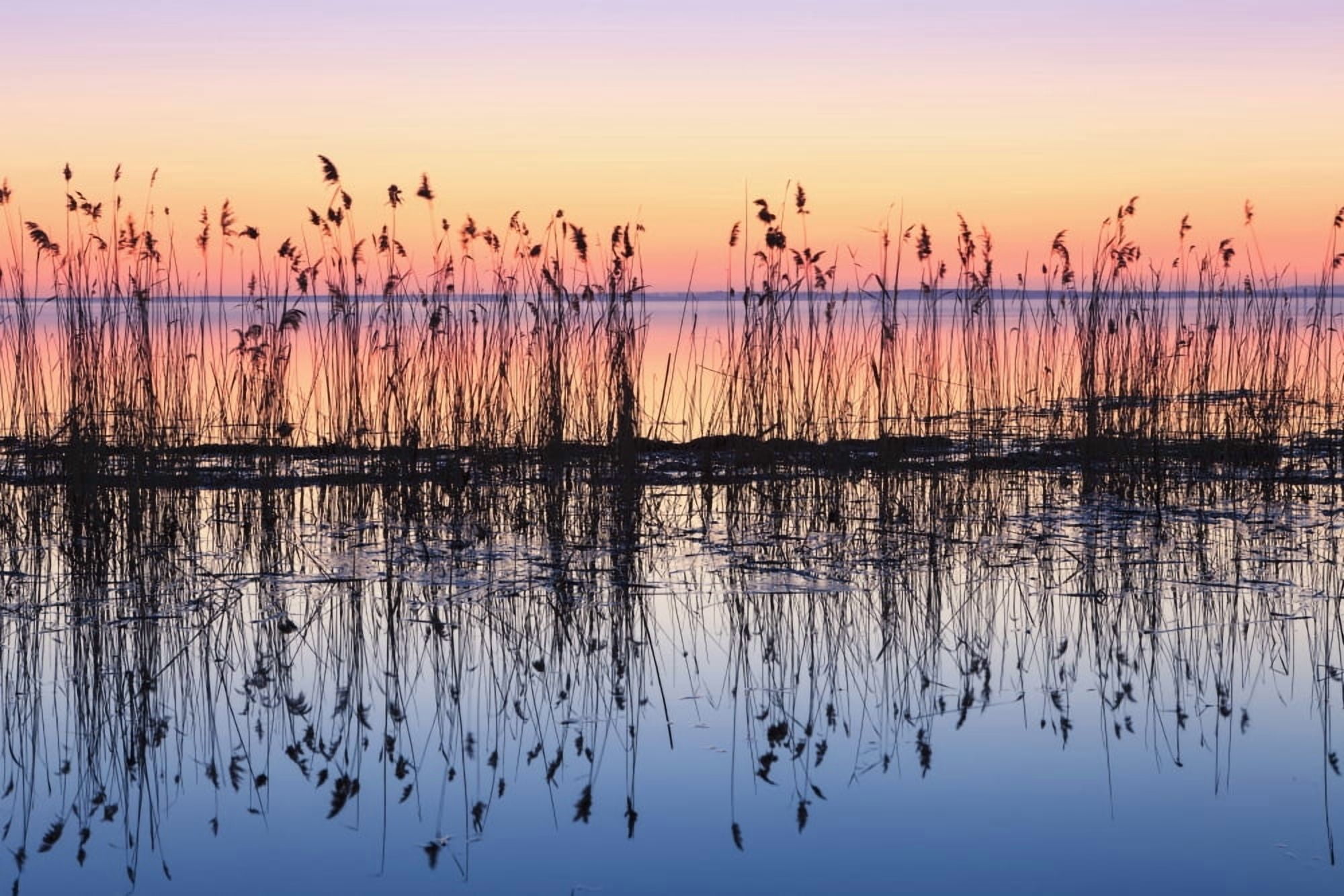 Reeds Reflected In Water At Dusk Ile Saint-Bernard Quebec Canada Canvas Art - Yves Marcoux Design Pics (18 x 12)