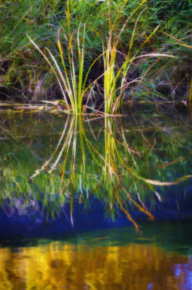 Reeds Reflecting On The Water St Albert Alberta Canada Canvas Art - Corey Hochachka Design Pics (12 x 19)