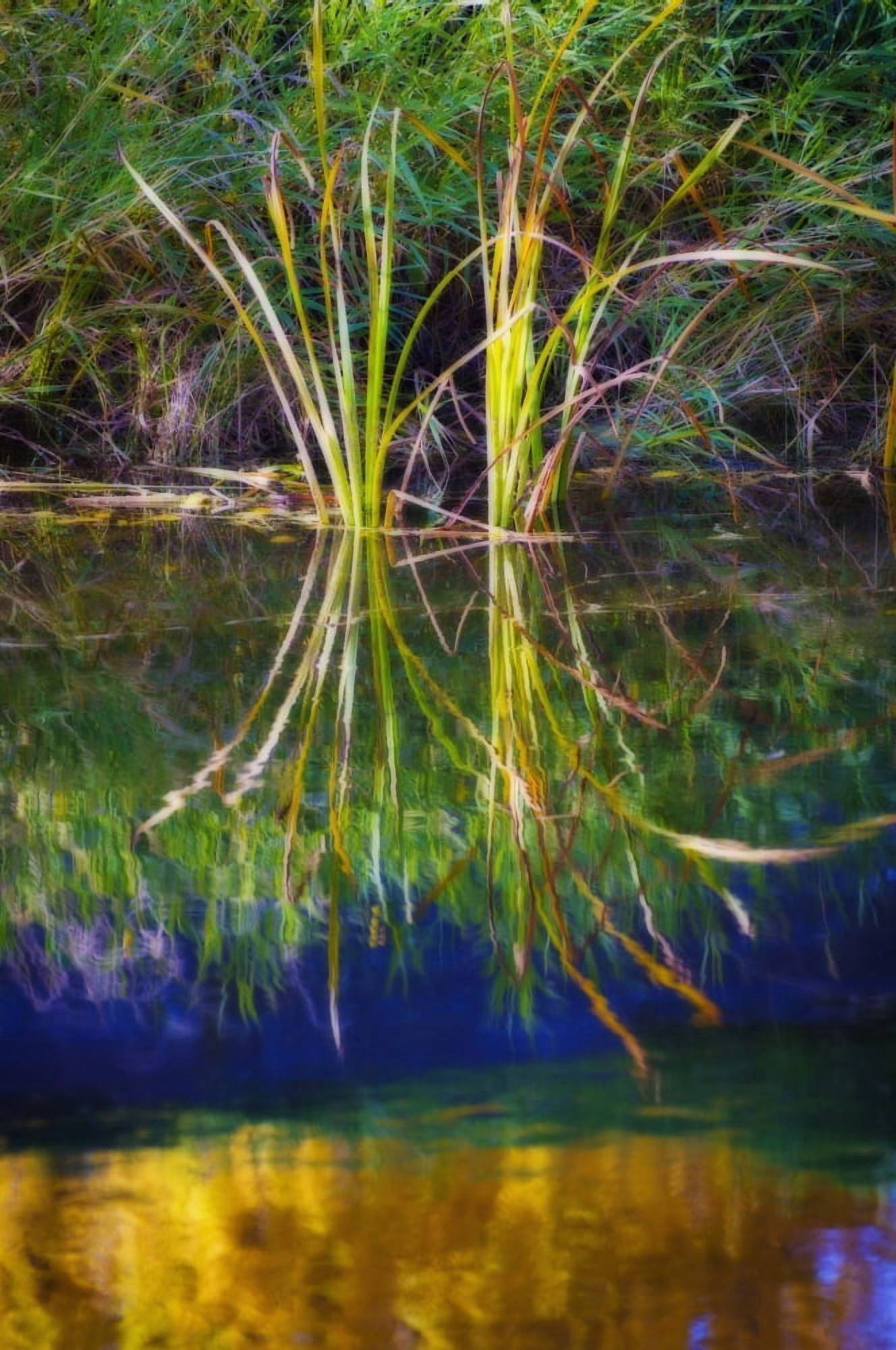 Reeds Reflecting On The Water St Albert Alberta Canada Canvas Art - Corey Hochachka Design Pics (24 x 38)