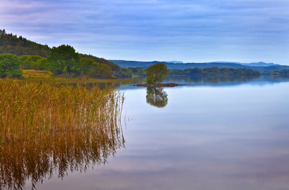 Reeds and an islet in Lough MacNean County Fermanagh Northern Ireland Canvas Art - Panoramic Images (36 x 12)