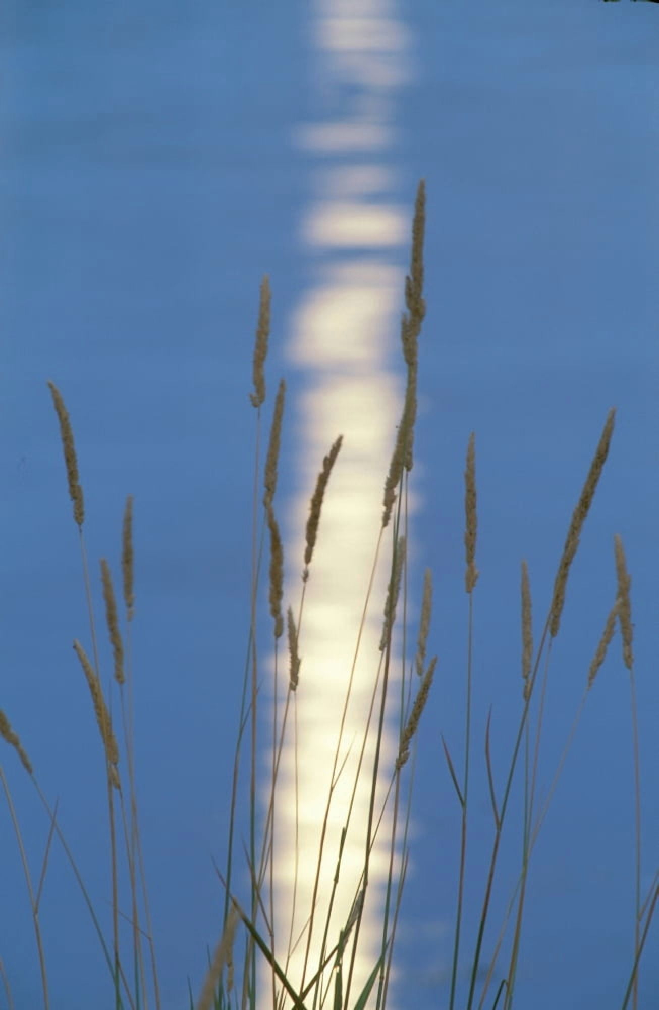 Reeds in SunMoon Light Reflection Canvas Art - Panoramic Images (24 x 36)