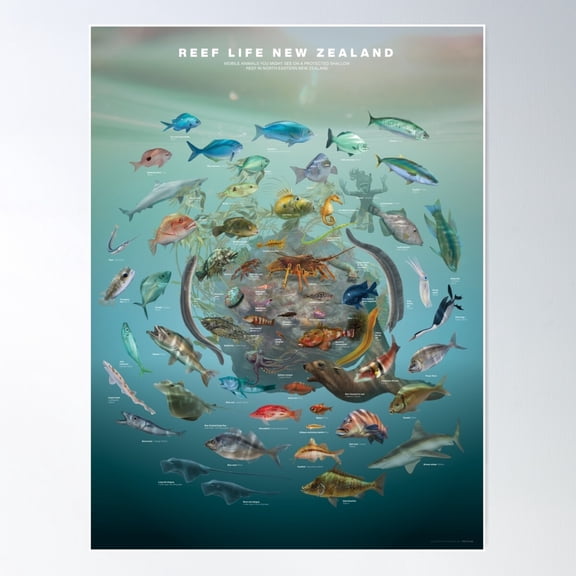 Reef Life New Zealand Poster Wall Art, Modern Wall Decor For Living Room Bedroom, 8x12 UNFRAMED