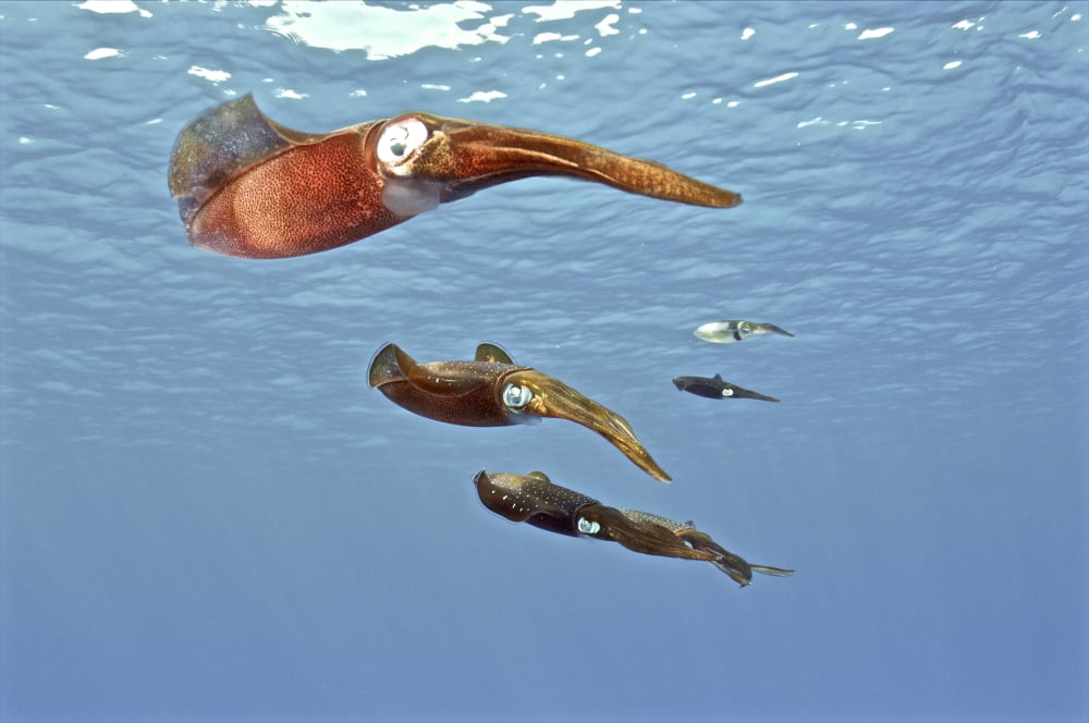Reef Squid USS Kittiwake Grand Cayman Canvas Art - Amanda NichollsStocktrek Images (34 x 23)