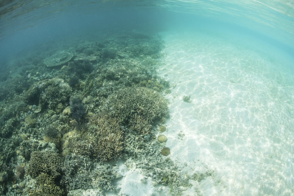 Reef-building corals are encroached upon by a sand bank in Indonesia Canvas Art - Ethan DanielsStocktrek Images (35 x 24)