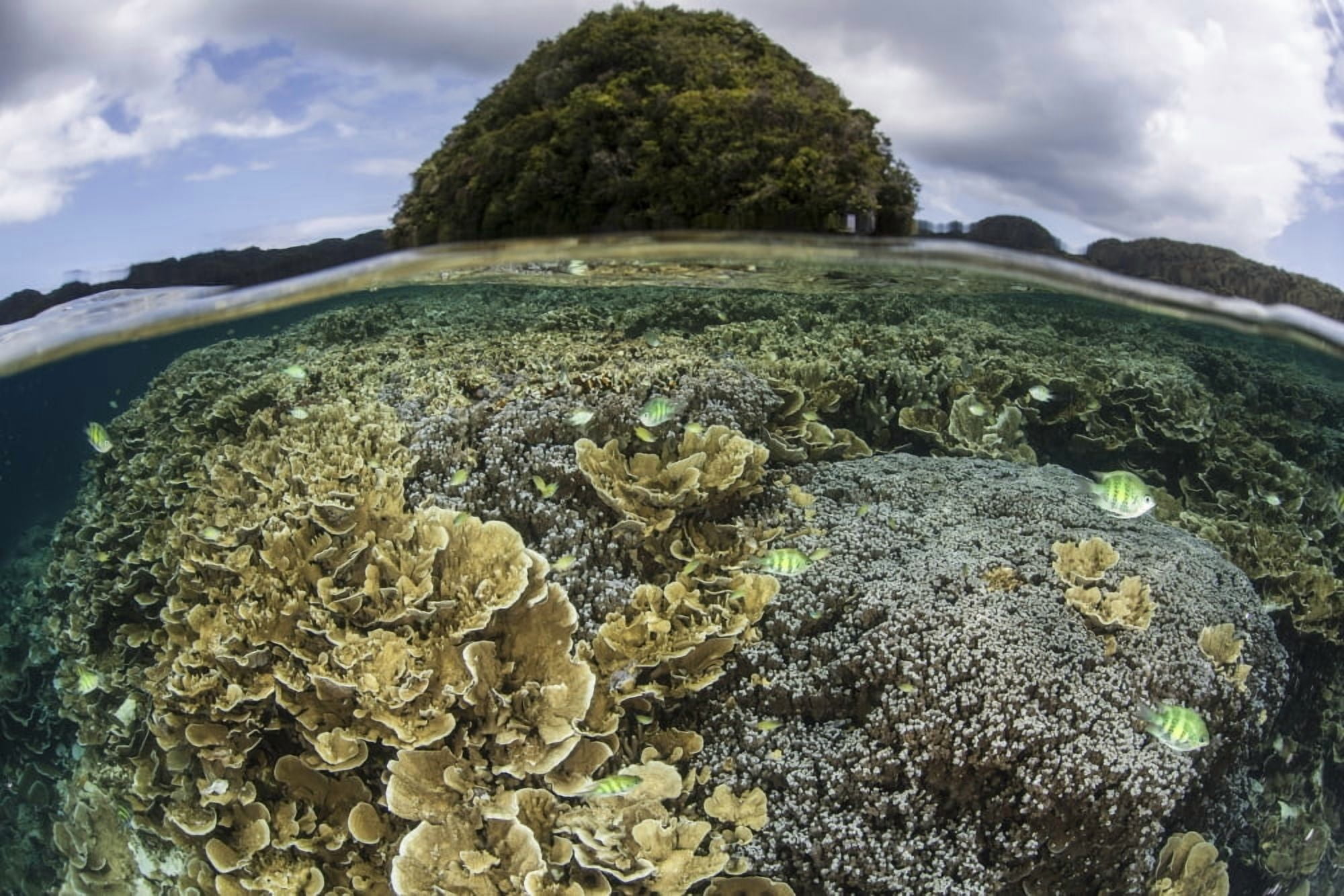 Reef-building corals grow inside Palaus lagoon Canvas Art - Ethan DanielsStocktrek Images (34 x 23)