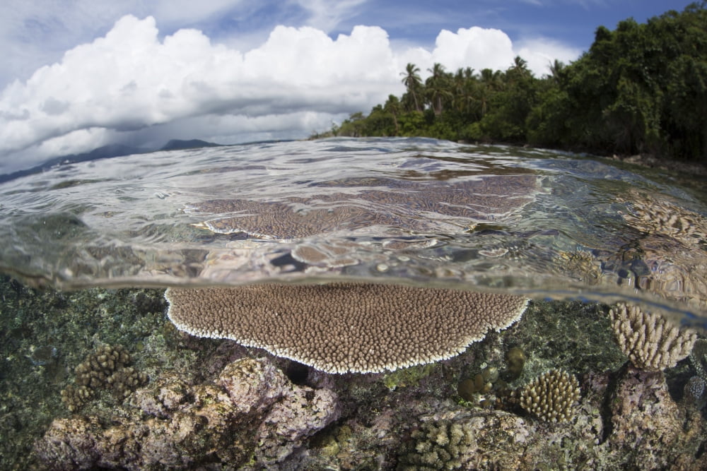 Reef-building corals grow on a reef in the Solomon Islands Canvas Art - Ethan DanielsStocktrek Images (17 x 12)